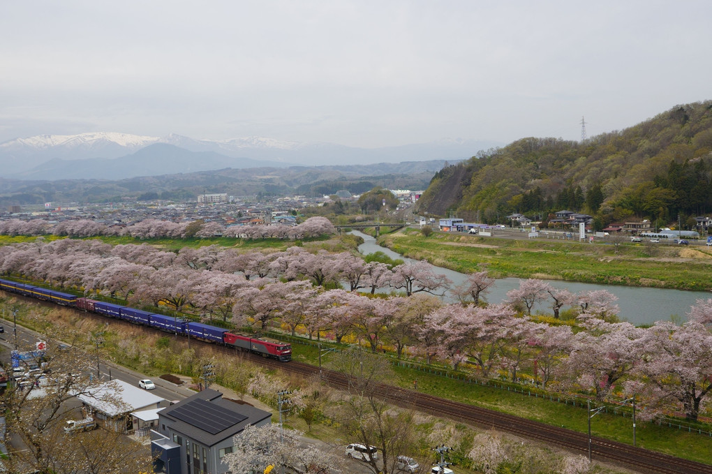 桜並木と列車