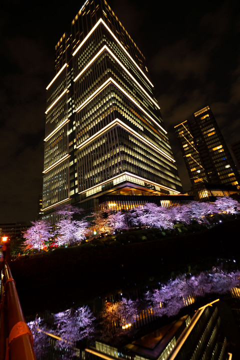 紀尾井の夜桜