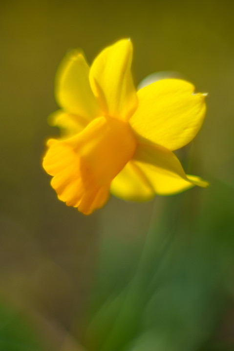 春・光・彩　～オールドレンズの滲み特性を使って初春の花を撮り描く～