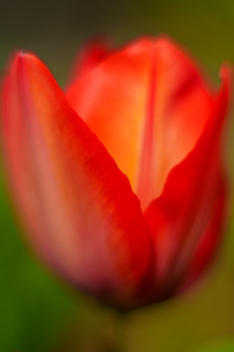 春・光・彩　～オールドレンズの滲み特性を使って初春の花を撮り描く～