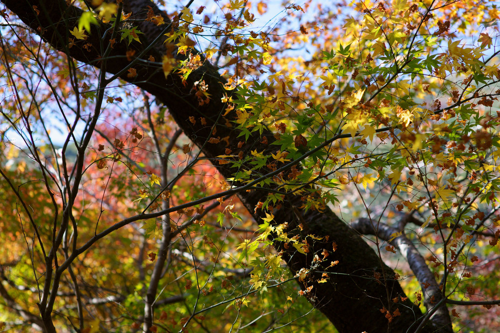 厳木の秋