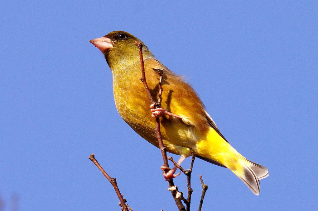 マヒワです、きれいな黄色い鳥です