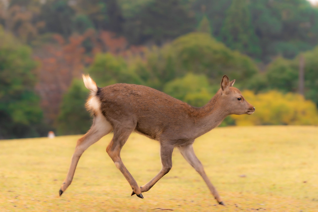 秋の奈良公園で撮影を楽しもう(鹿編)