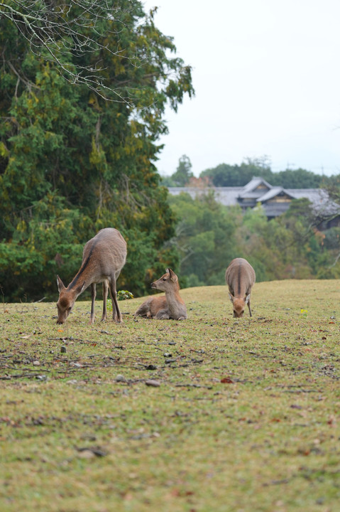 秋の奈良公園で撮影を楽しもう(鹿編)