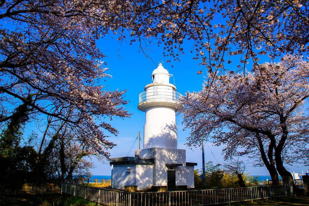 桜の恋する灯台