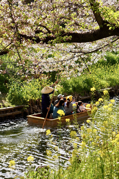 桜と菜の花の間を桜舟