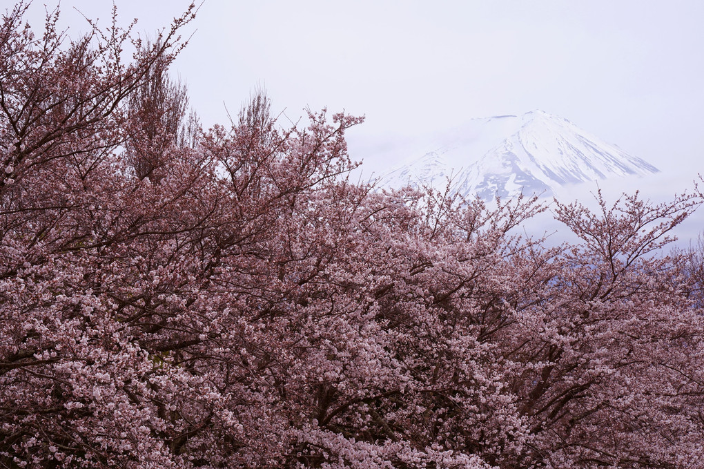 定番！　日本の春