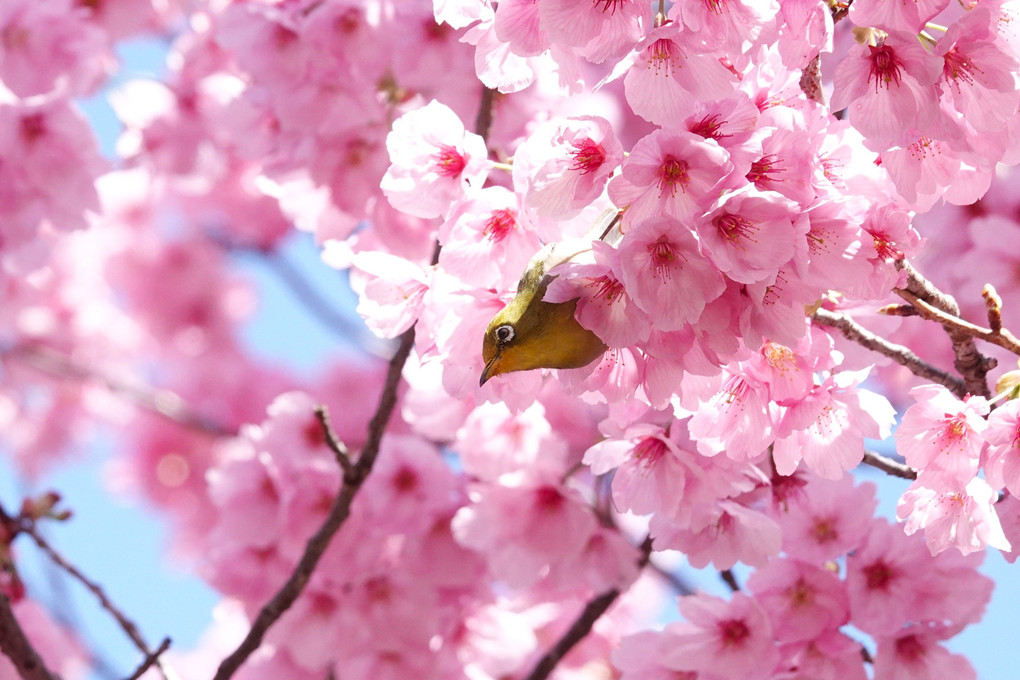 陽光桜にメジロちゃん