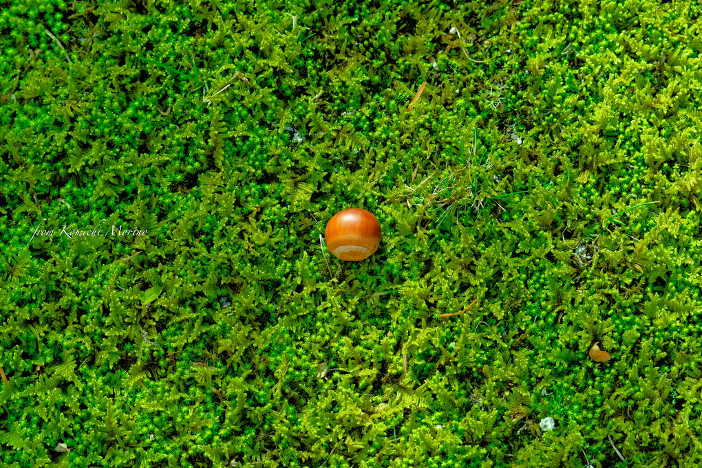 A Chubby Acorn On A Green Bed