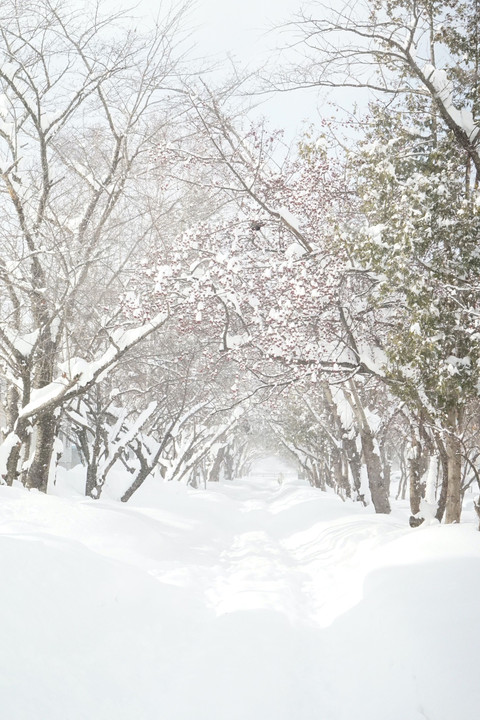 雪の街の散歩道