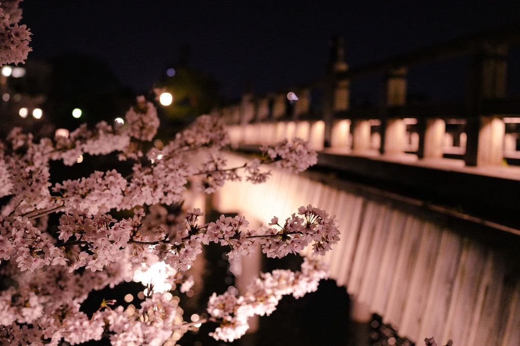 夜桜と梅ノ橋