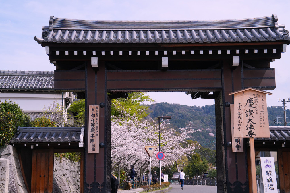 桜咲く春の京都、最終章