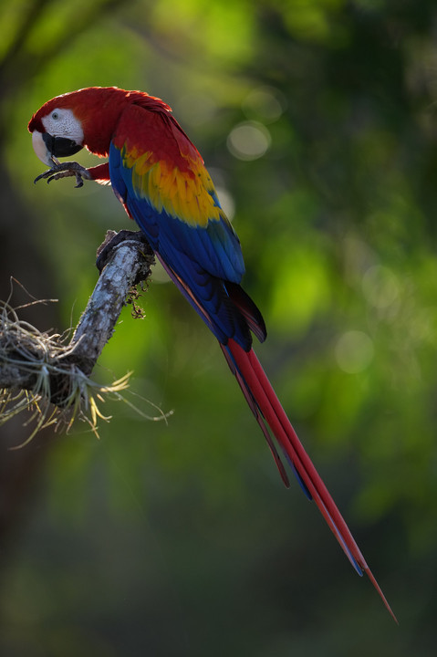 コンゴウインコ　(Scarlet Macaw)
