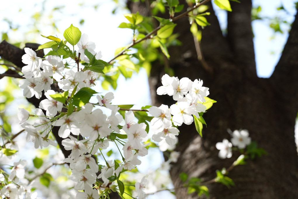桜…(綺麗な葉も一緒)