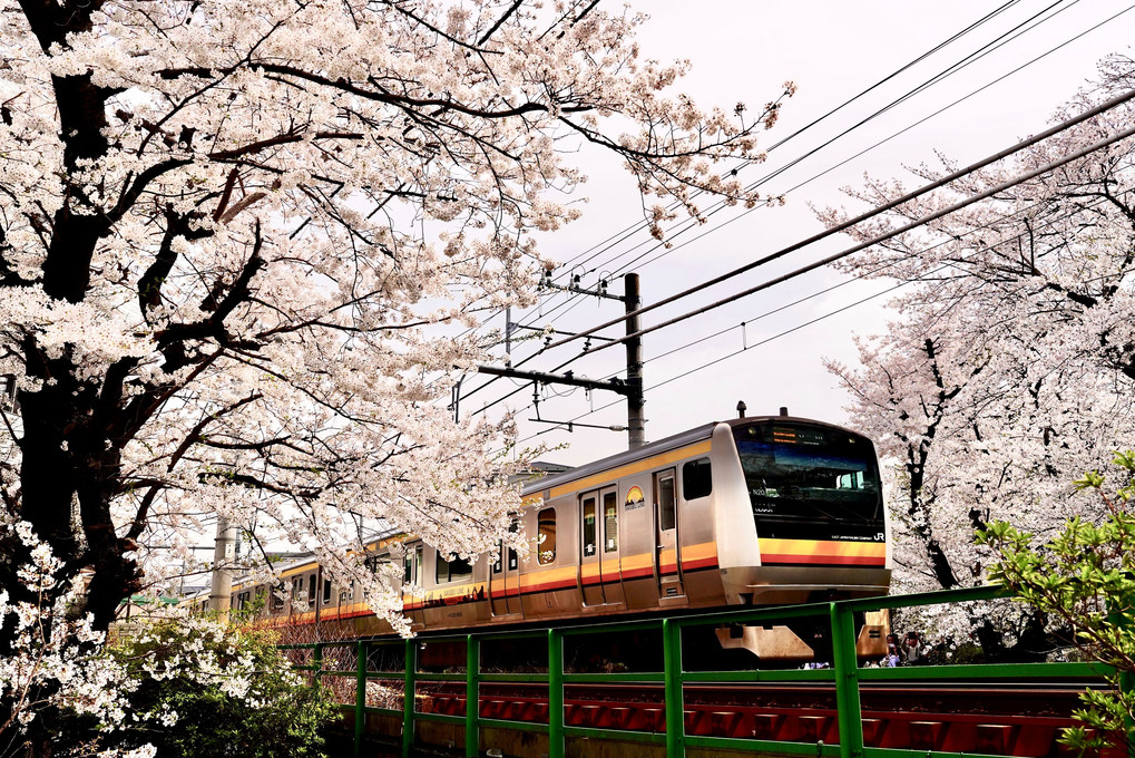 Sakura Train 