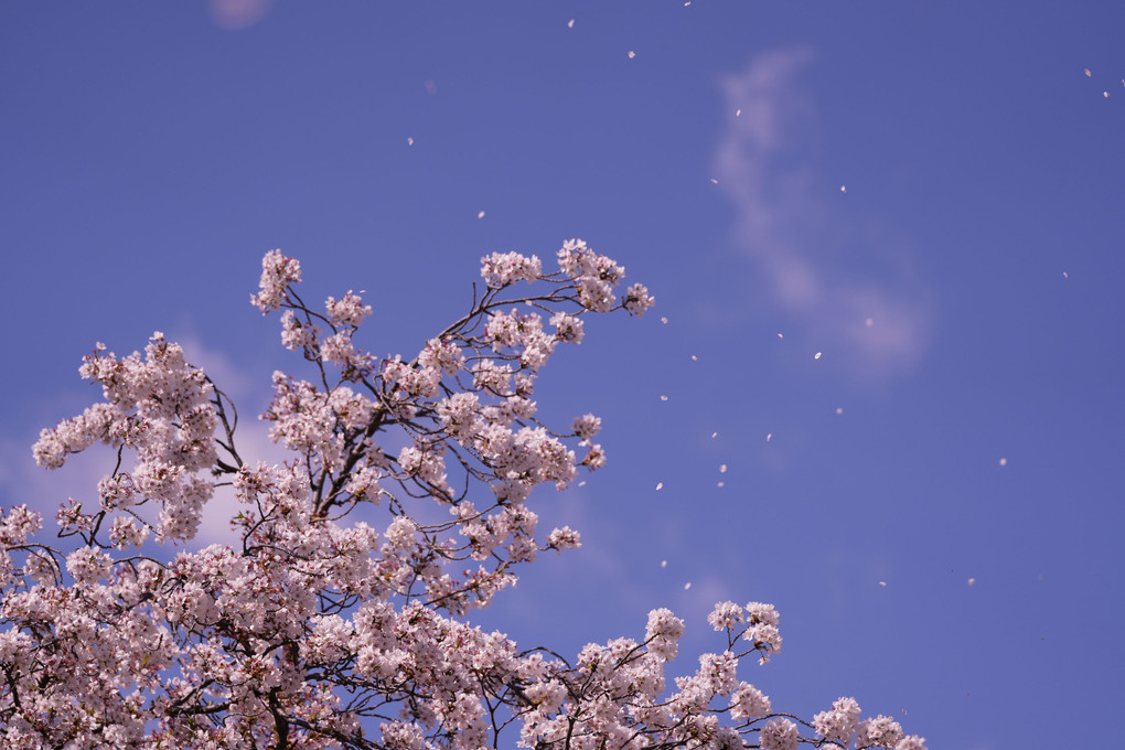 春風に舞い散る桜