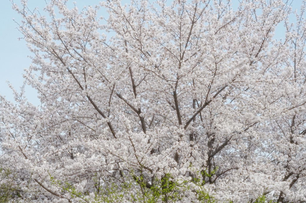 ソメイヨシノは美しい桜