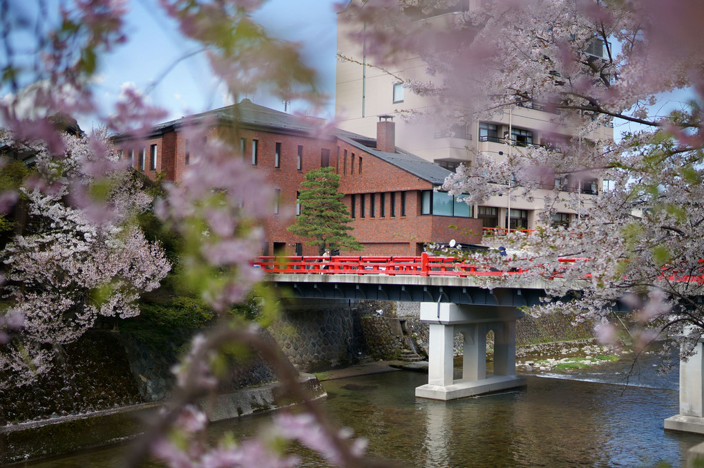 桜の間からのぞく赤橋