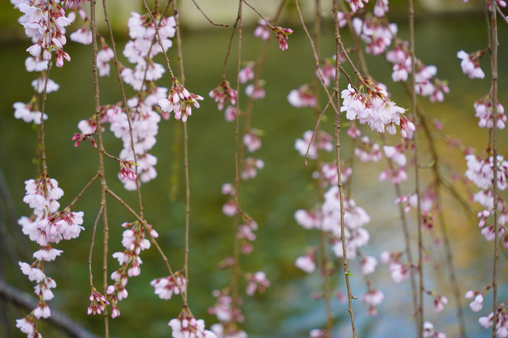 宮川と枝垂れ桜