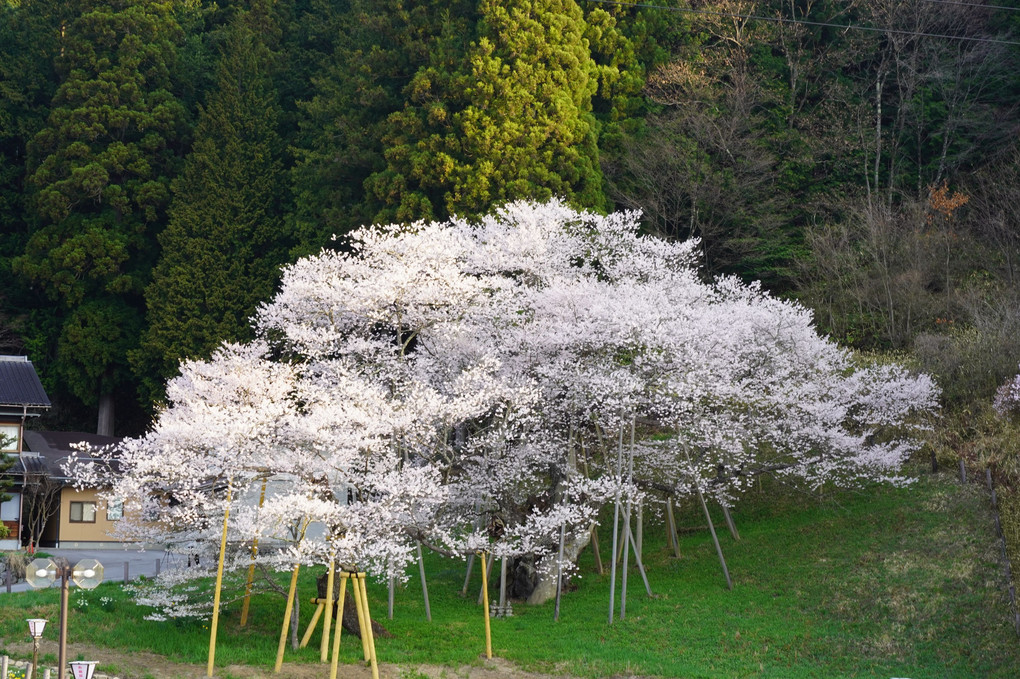 樹齢１１００年超の臥龍桜