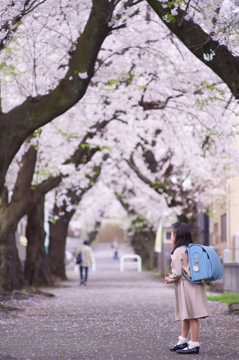 桜色の通学路