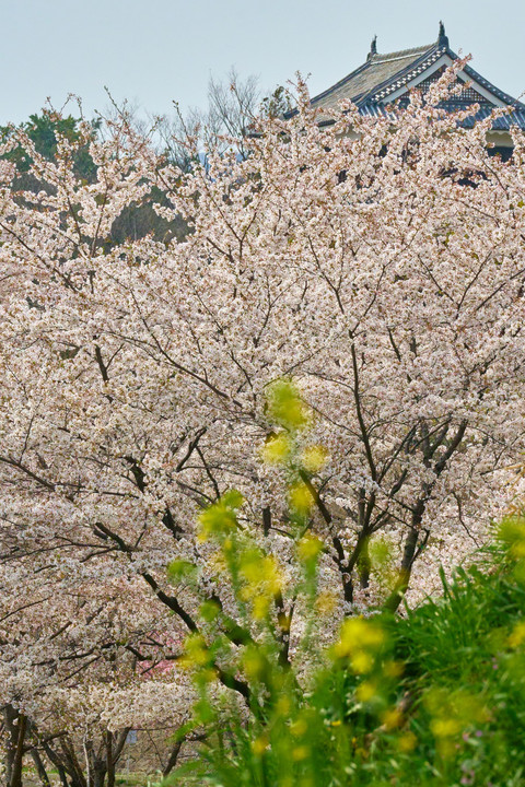 春深く、美しい瞬間　上田城