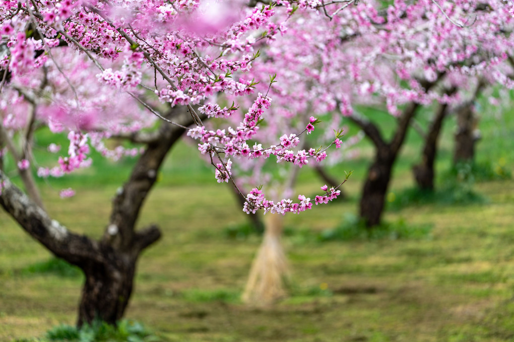 桃の花満開　ー丹霞郷ー