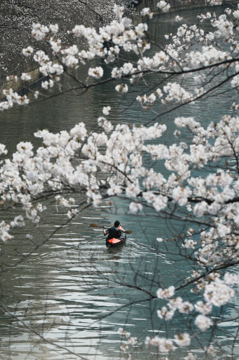 目黒の桜川を漕ぐ