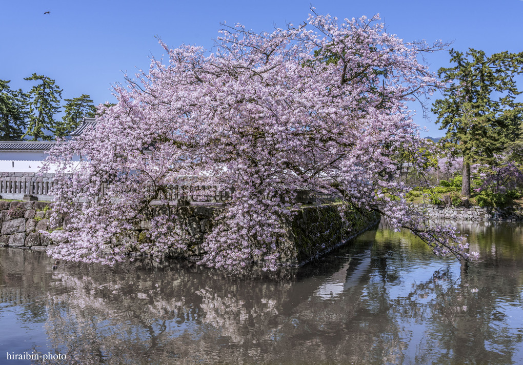 小田原城の桜.2024_10点