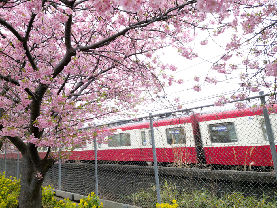 三浦の河津桜と電車