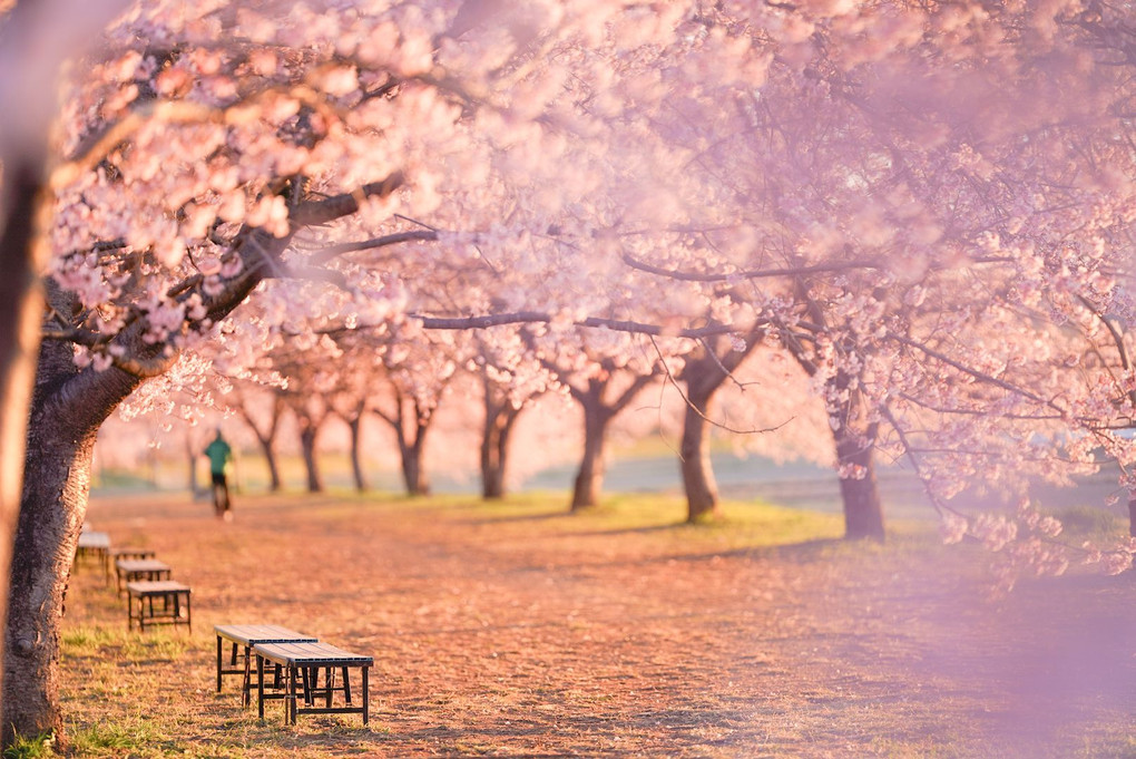 朝日の中の桜並木