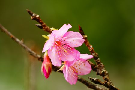 カンヒ桜