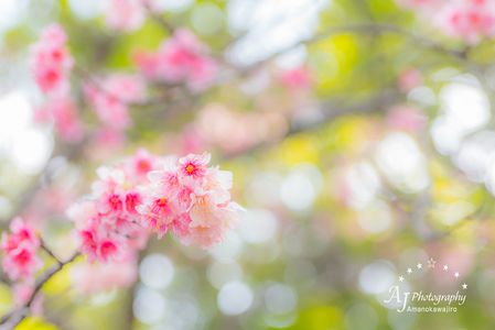 梅っぽいけど桜だよ (^ ^)