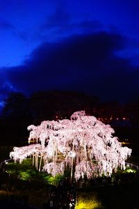 宵の青に映える滝桜