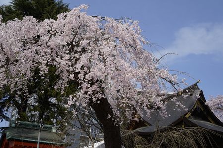 榴岡天満宮の桜