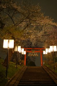 榴岡天満宮の夜桜