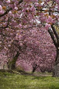 八重桜の森