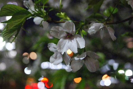 白めの桜と光玉