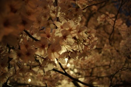 夜桜2