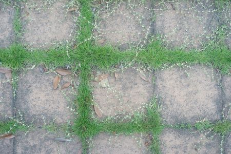 grass in a grid, kiba