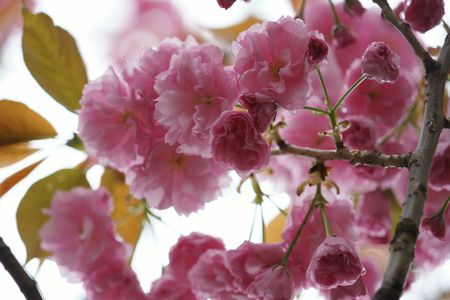 八重桜、雨の雫添え