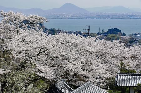 琵琶湖の春