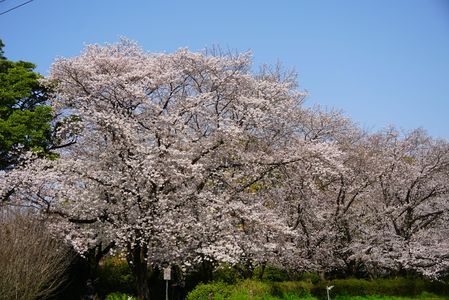 早朝後楽園から桜まつり
