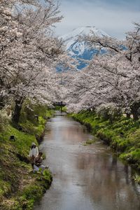 新名庄川の富士山と桜
