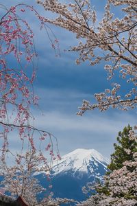 新倉山の桜と富士山