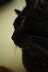 黒猫ミーシャ