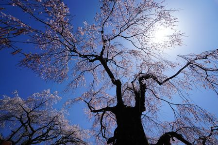 神原の枝垂れ桜