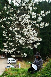 仏隆寺の桜