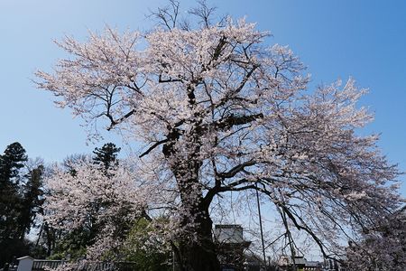 歓喜寺の枝垂桜
