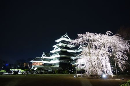 松本城夜桜会